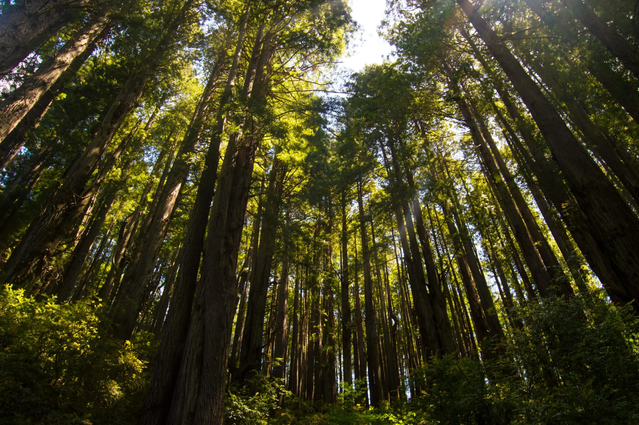 Bosques: el pulso vivo del planeta