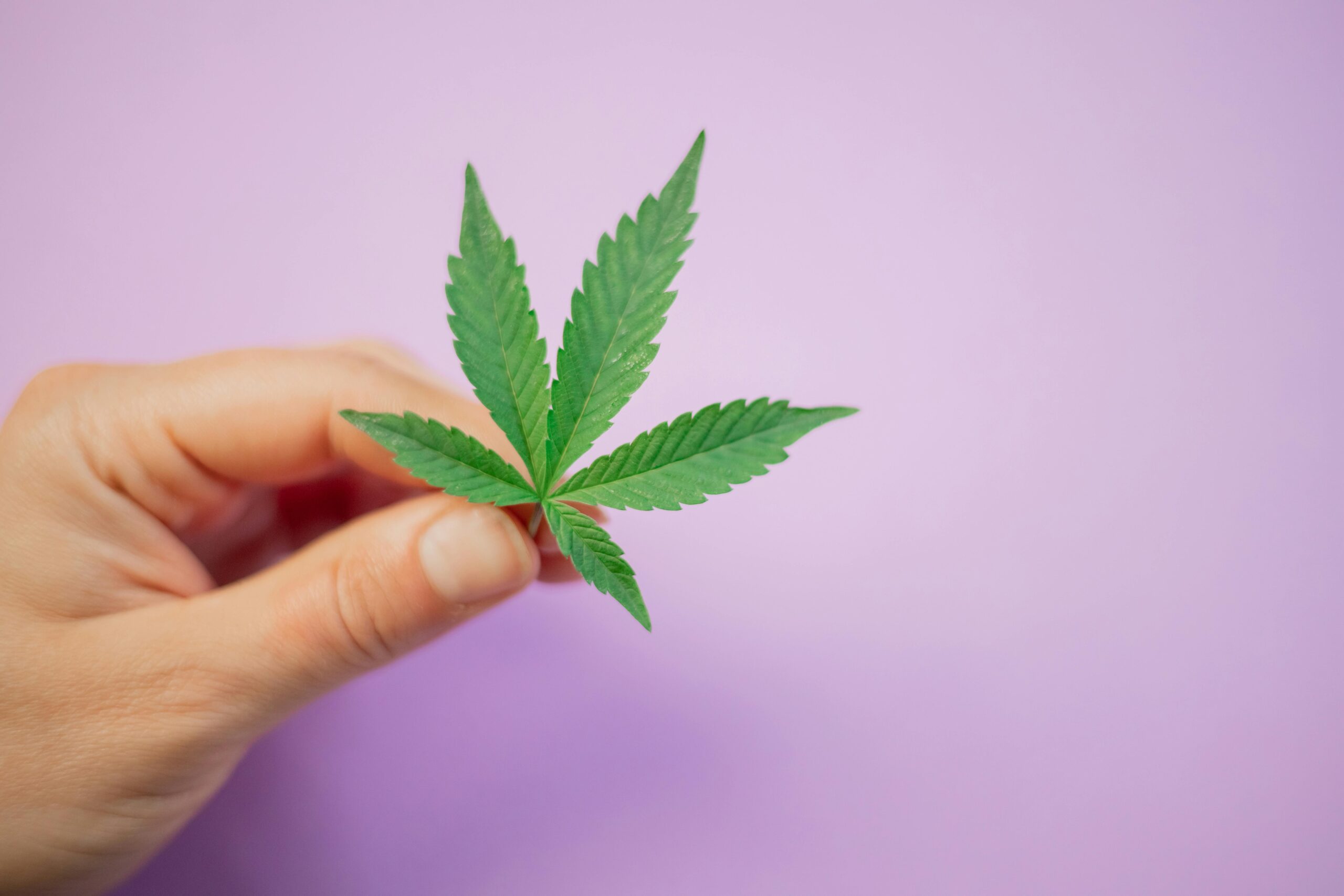 Psiquiatra de SOCHIMEV advierte sobre riesgos de concentrados de cannabis de alta potencia